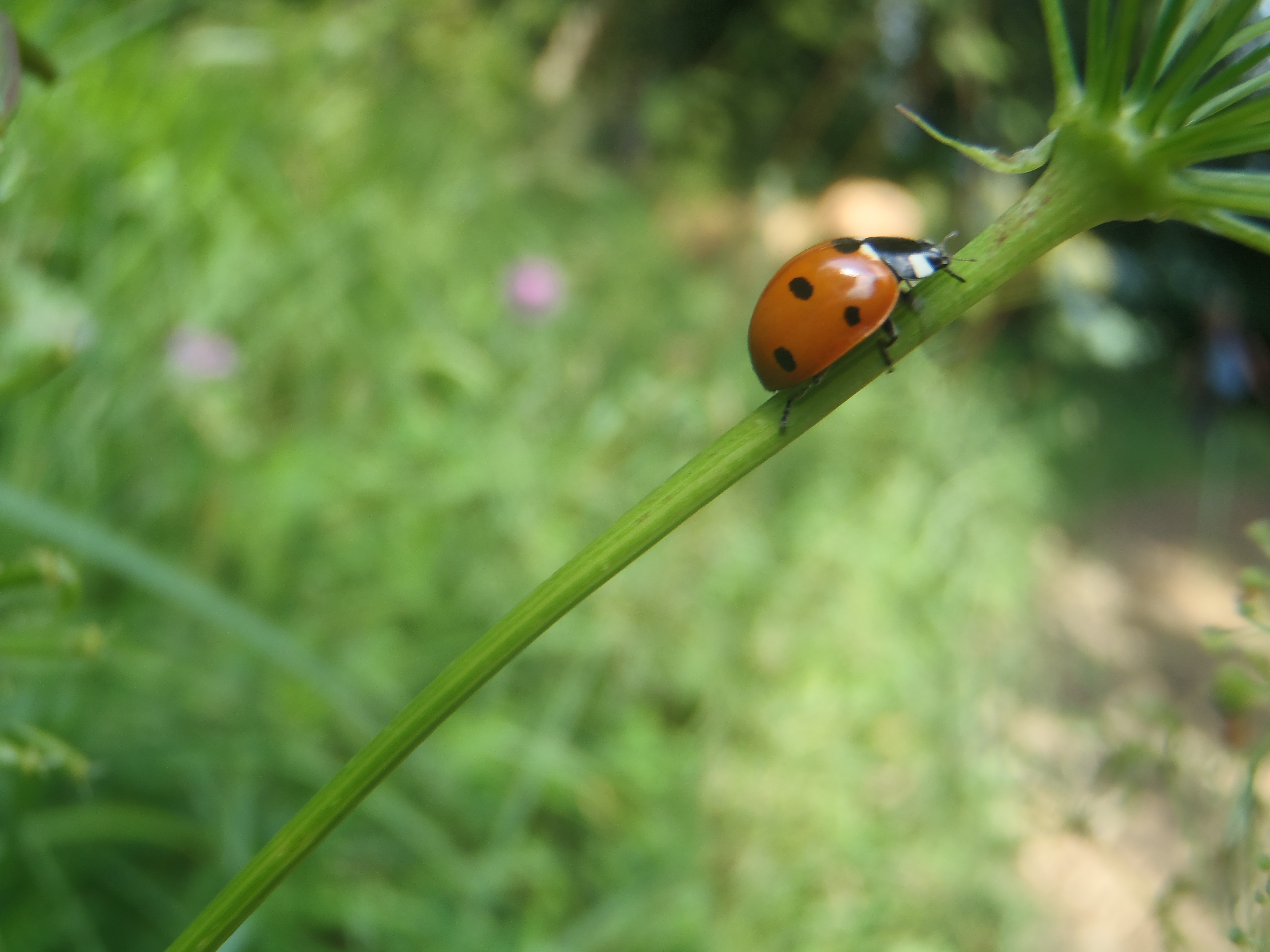 P7270133